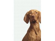 Fototapeta na zeď- Pes 364125, Wallpower Junior, Eijffinger