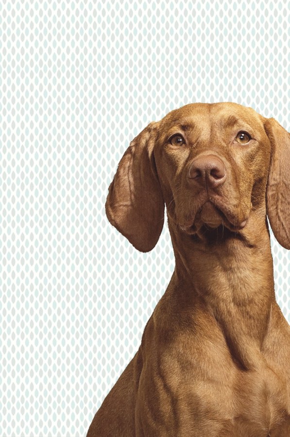 Fototapeta na zeď- Pes 364125, Wallpower Junior, Eijffinger - Vliesové tapety