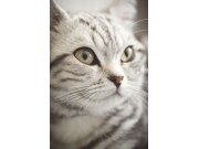 Fototapeta na zeď - Kočka 364123, Wallpower Junior, Eijffinger Tapety Yara - Eijffinger