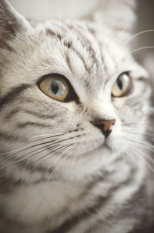 Fototapeta na zeď - Kočka 364123, Wallpower Junior, Eijffinger - Vliesové tapety