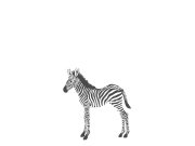 Vliesová obrazová tapeta - zebra 357217, 150x279cm, Precious, Origin