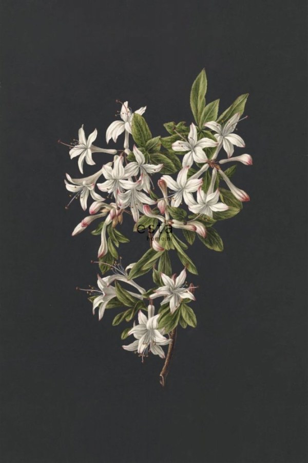 Vliesová obrazová tapeta na zeď, Větvička Azalky 158885, 186 x 279 cm, Blush, Esta Home - Tapety na zeď