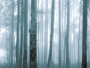 Vliesová obrazová tapeta Les 309144, 372x280cm, Wallpower Favorites, Eijffinger