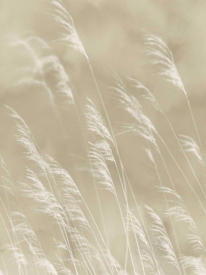 Tapety Yara - Tapety dle materiálu - Vliesové tapety - Vliesová obrazová tapeta Tráva, 300900, Waterlands, 210 x 280 cm, Waterfront, Eijffinger Vliesová obrazová tapeta Tráva, 300900, Waterlands, 210 x 280 cm, Waterfront, Eijffinger - Vliesové tapety