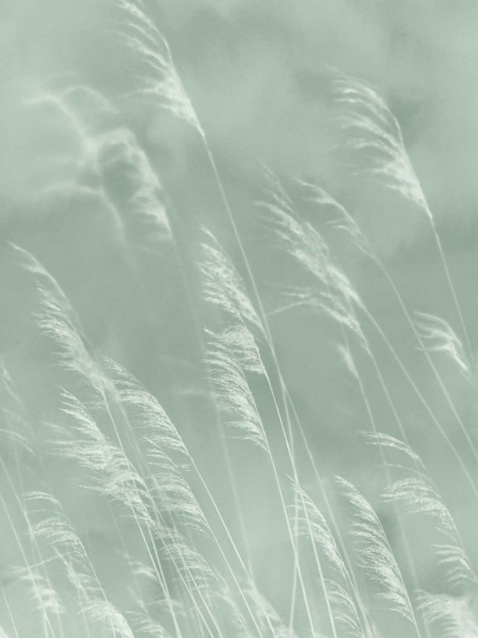 Tapety Yara - Tapety dle materiálu - Vliesové tapety - Vliesová obrazová tapeta Tráva, 300901, Waterlands, 210 x 280 cm, Waterfront, Eijffinger Vliesová obrazová tapeta Tráva, 300901, Waterlands, 210 x 280 cm, Waterfront, Eijffinger - Vliesové tapety