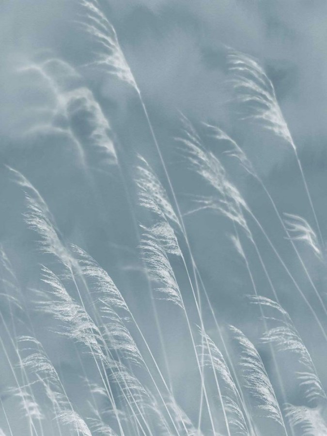 Vliesová obrazová tapeta Tráva, 300902, Waterlands, 210 x 280 cm, Waterfront, Eijffinger - Vliesové tapety