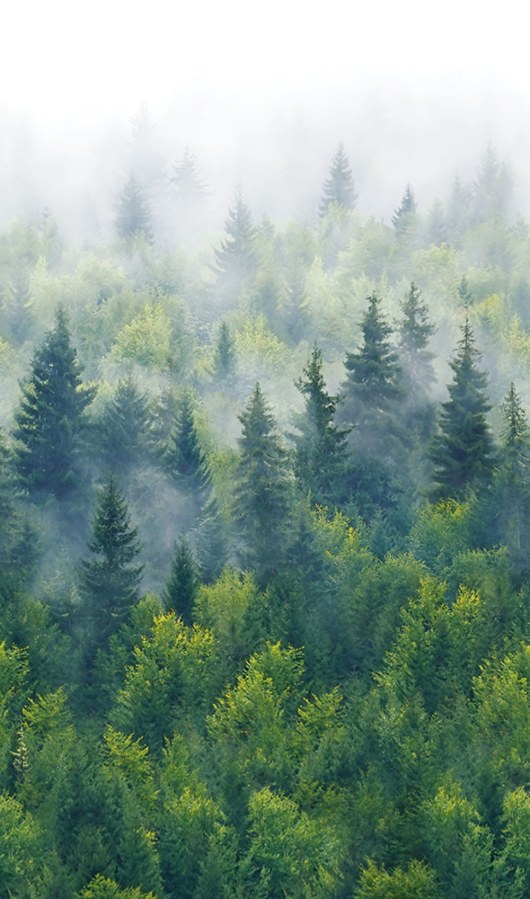 Tapety Yara - Novamur - Vliesová fototapeta na zeď, zelená, stromy, les, 96453, Naomi, Novamur Vliesová fototapeta na zeď, zelená, stromy, les, 96453, Naomi, Novamur - Novamur