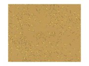 Vliesová tapeta na zeď Versace 93585-3 93585-3V