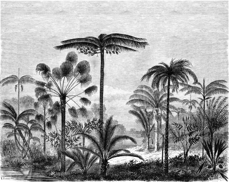 Flisová černoBijela obrazová tapeta - džungle, palmy 158952, 350x279cm, Paradise, Esta