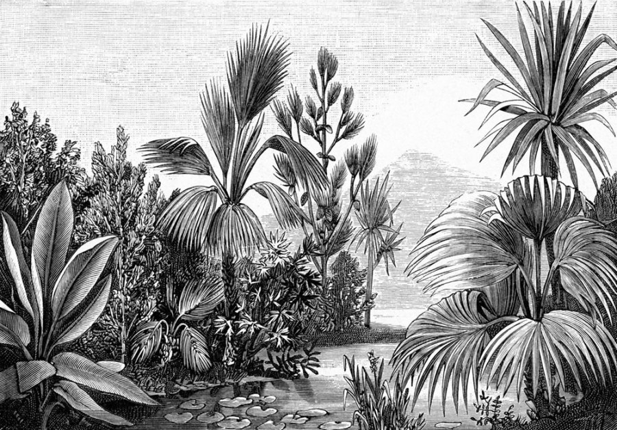 Flisová černoBijela obrazová tapeta - džungle, palmy 158953, 350x279cm, Paradise, Esta
