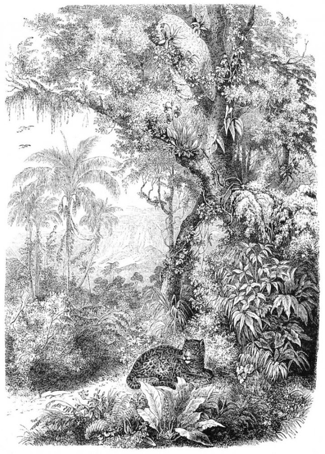 Flisová černoBijela obrazová tapeta - leopard v džungli - 158945, 200x279cm, Paradise, Esta Flisová černoBijela obrazová tapeta - leopard v džungli - 158945, 200x279cm, Paradise, Esta