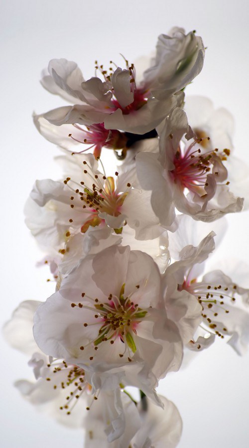 Foto závěs Flowers FCSL-7506, 140 x 245 cm