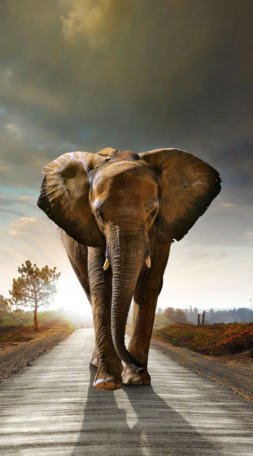 Foto závěs Elephant FCSL-7507, 140 x 245 cm - Závěsy