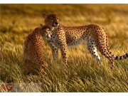 Fototapeta AG Leopard FTNXXL-0420 | 360x270 cm Fototapety vliesové - Vliesové fototapety AG